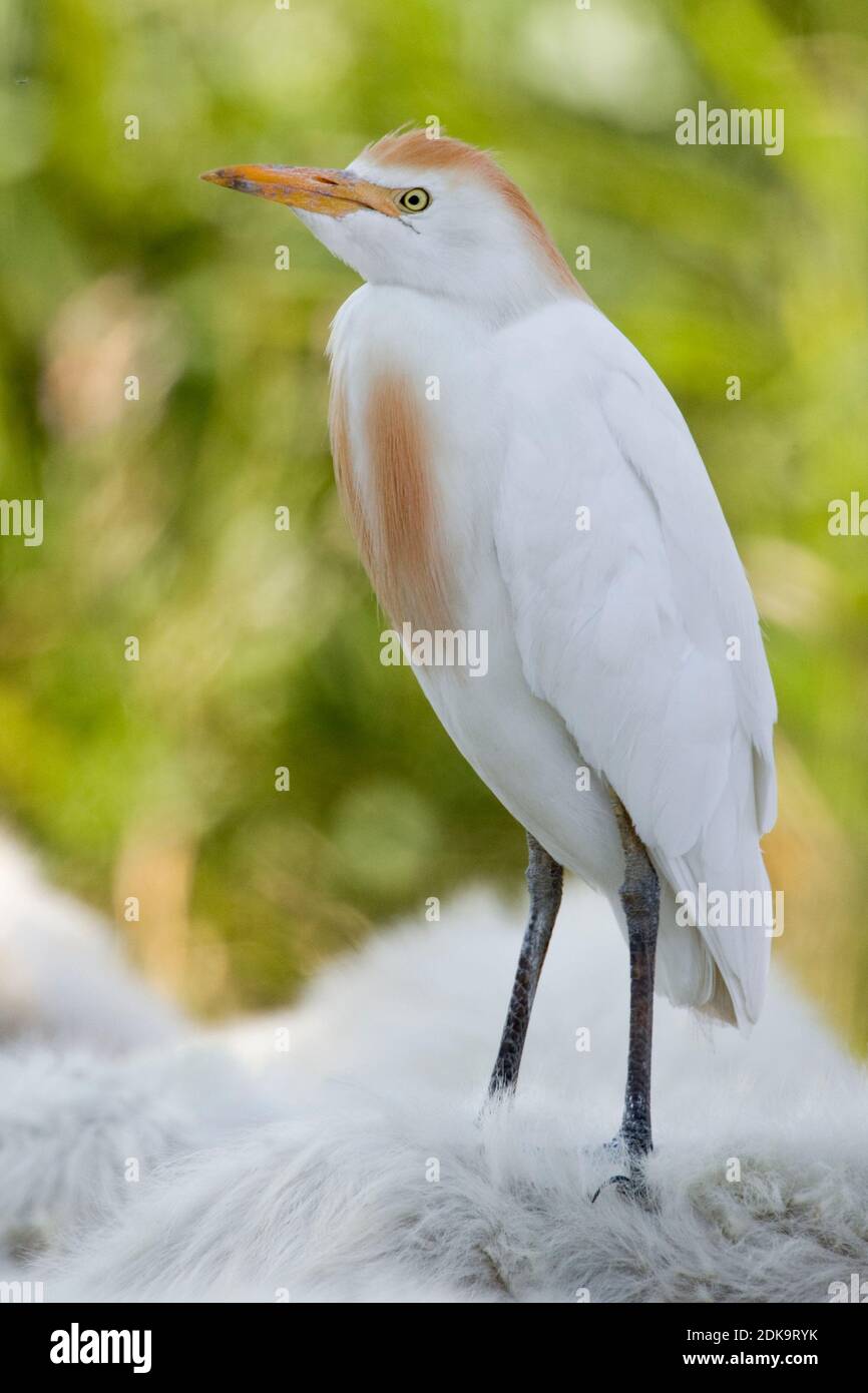 Koereiger staand adultes op paard, les bovins adultes preched sur l'Aigrette Banque D'Images