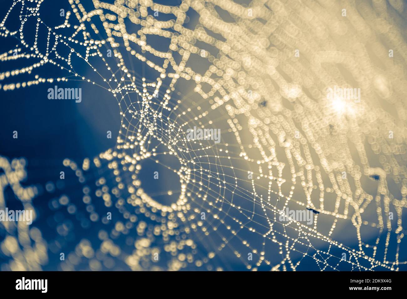Spider web dans des gouttelettes de pluie. Macro image Banque D'Images