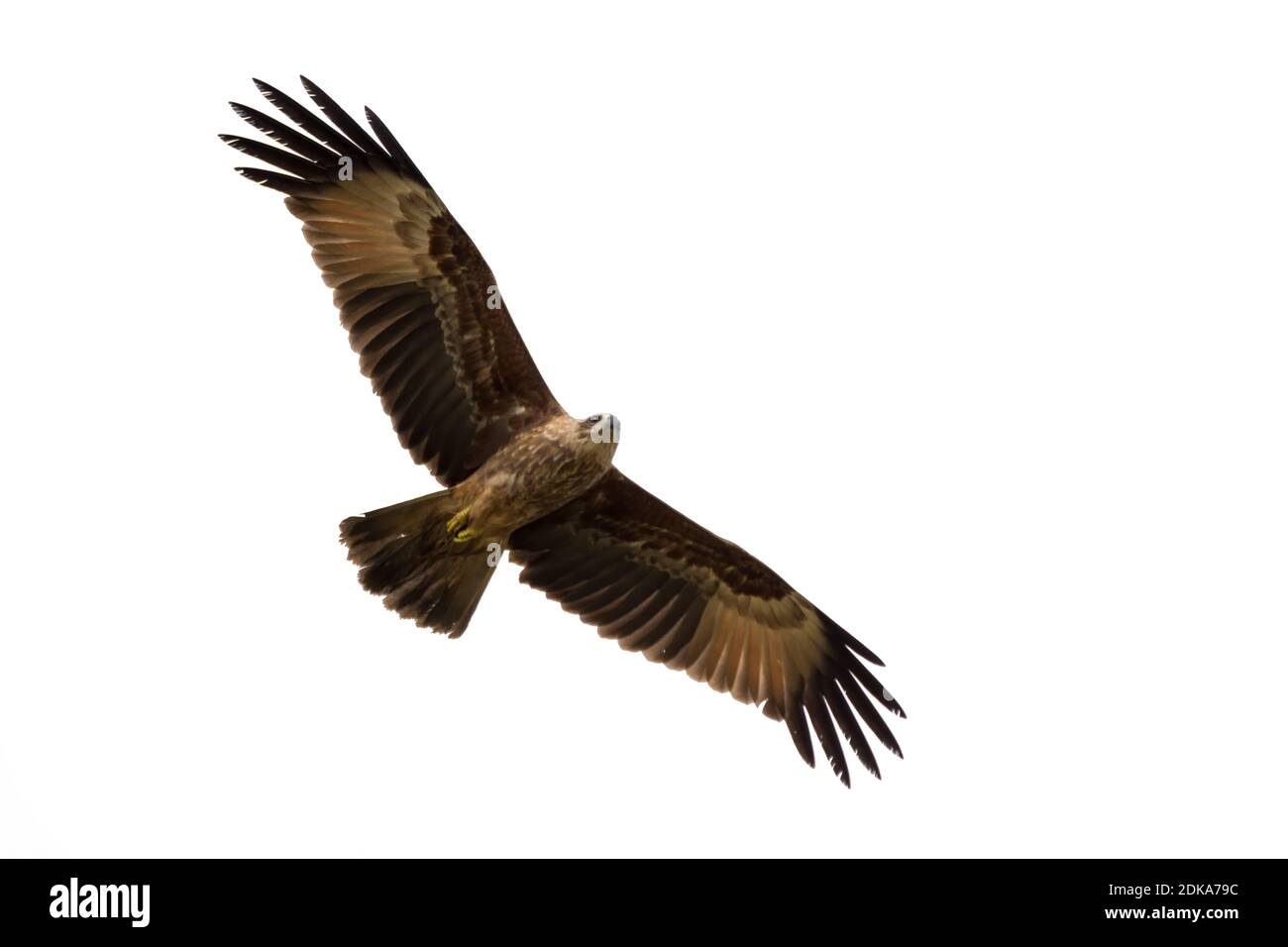 Un jeune Brahminy Kite (Haliatur indus), en vol et en glissement avec des ailes s'étaler et sur un fond blanc. Banque D'Images