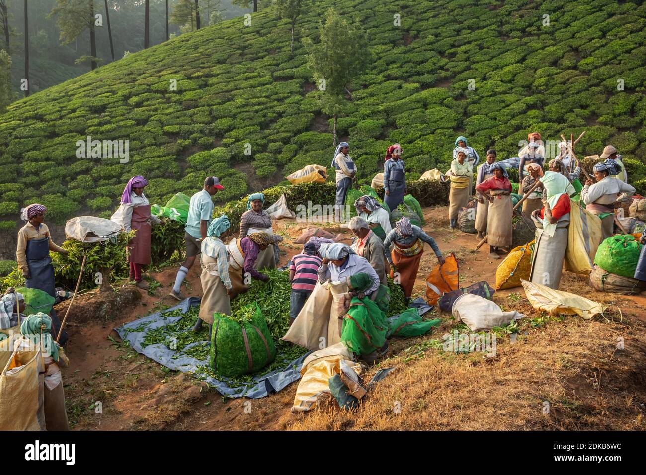 Les femmes indiennes qui ramasseurs de thé dans les plantations de thé Munnar à Kerala, en Inde. Banque D'Images