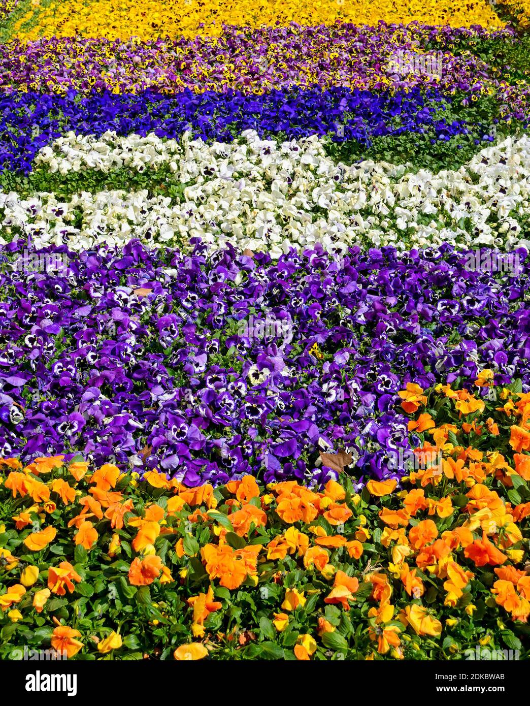 pansies florissantes d'un jardin de marché avec différentes couleurs préparées pour la vente couvrir le sol Banque D'Images