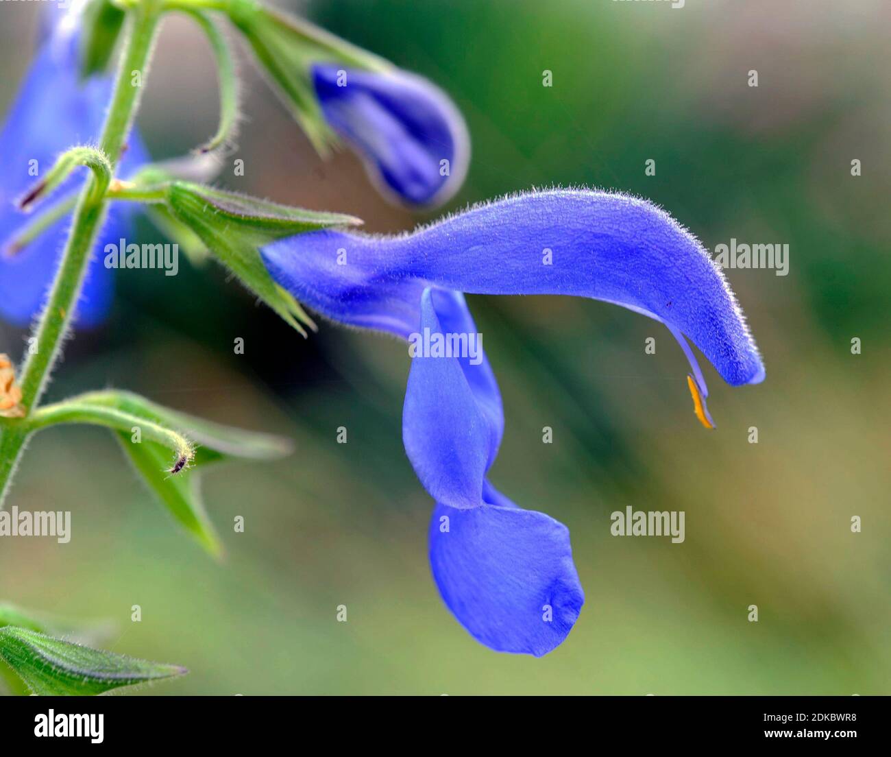 Sauge mexicaine, Salvia patens, également sauge azur, sauge de jardin ou sauge gentiane, originaire du centre du Mexique Banque D'Images