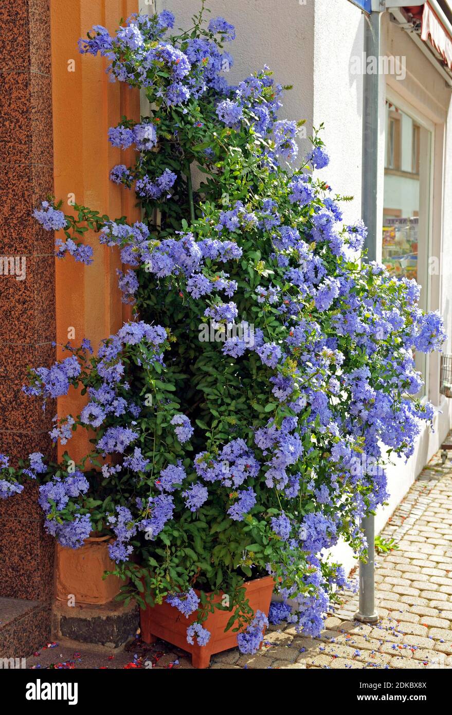 Moût de plomb en fleur bleu pâle ou plumbago comme plante en pot à une entrée de maison Banque D'Images