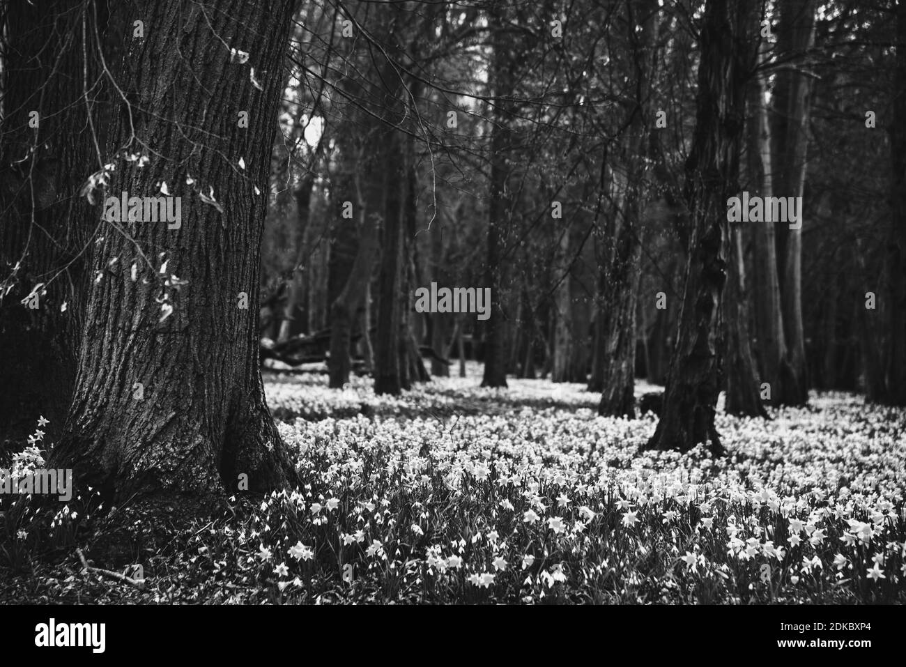 Vieux parc couvert de narcisses et de fleurs de neige . Photo historique noir blanc. Banque D'Images