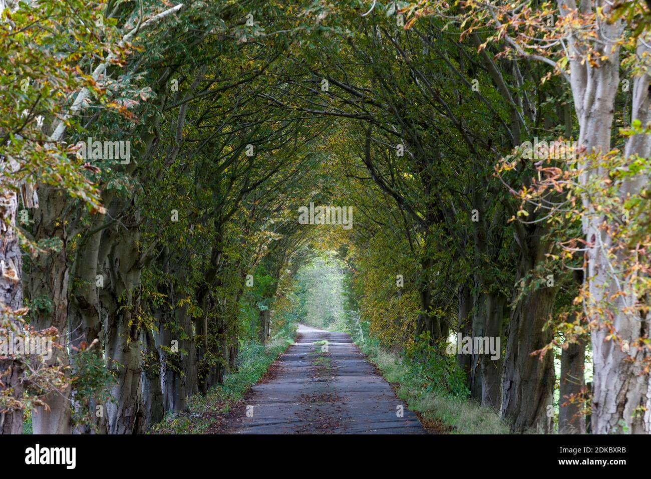 Avenue en automne, Varel, district de Friesland, Basse-Saxe Banque D'Images
