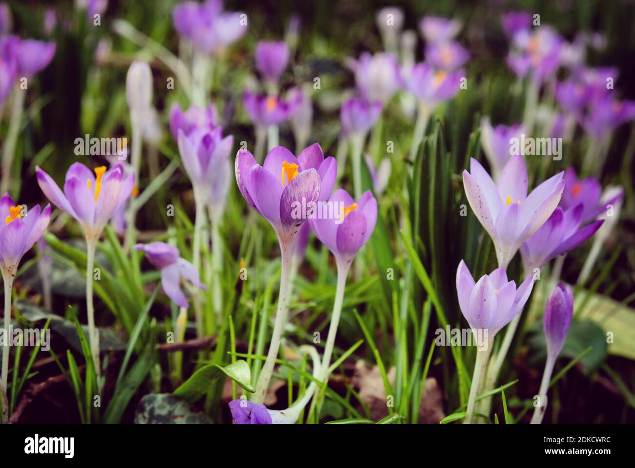 Floraison précoce Crocus tommasinianus Whitewell en fleur Banque D'Images