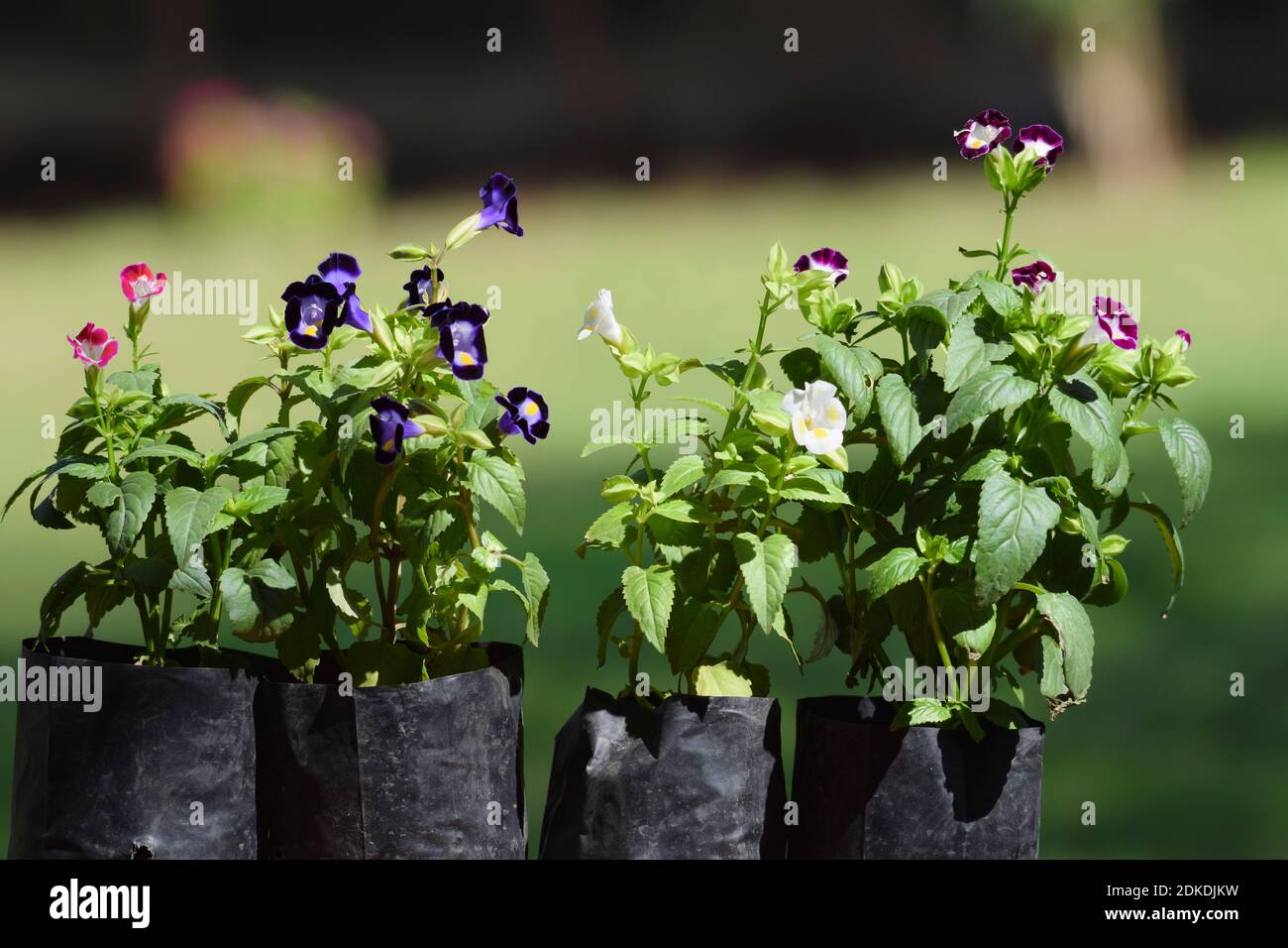 Beautiful Bluewings ou Wishbone fleur nom commun du genre Torenia. Les linderniaceae sont de forme tubulaire ou trompette originaire de la famille asiatique et africaine. B Banque D'Images