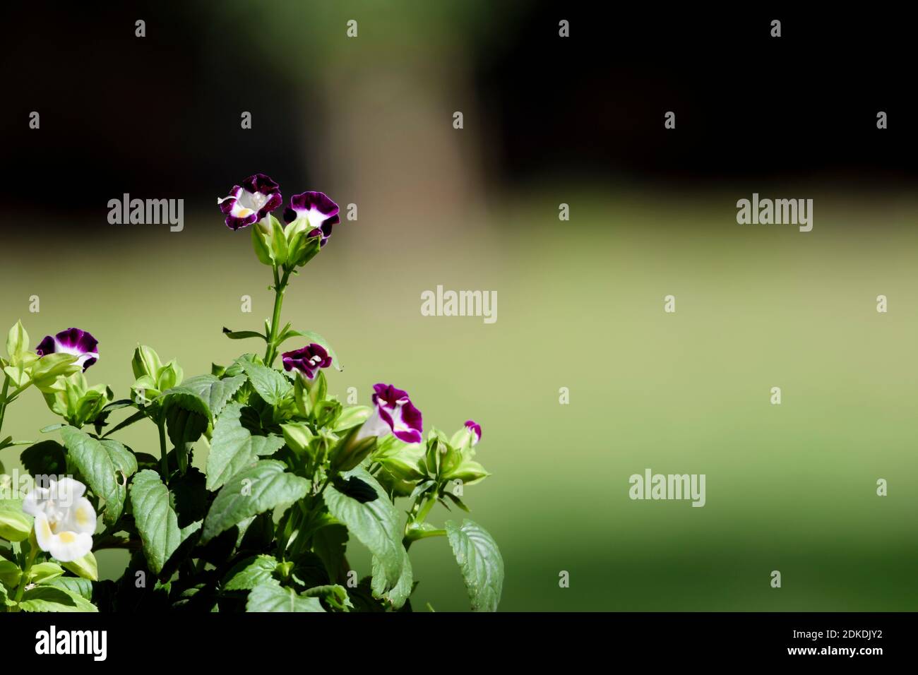 Usine de Torenia dans le jardin, parc, maison, arrière-cour. Côté aligné sur un fond vert flou de pelouse. Également connu sous le nom de triangles ou Bluewings in Dark Banque D'Images