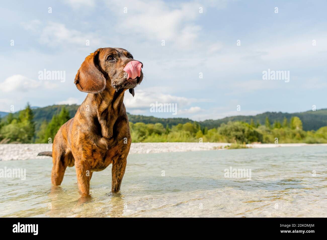 Un chien de soudeur hanoverian avec un beau manteau attend Dans l'eau peu profonde de l'Isar Banque D'Images