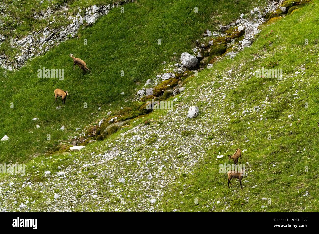 Un groupe de chamois sur un pré vert dans les monts Karwendel au printemps. Banque D'Images