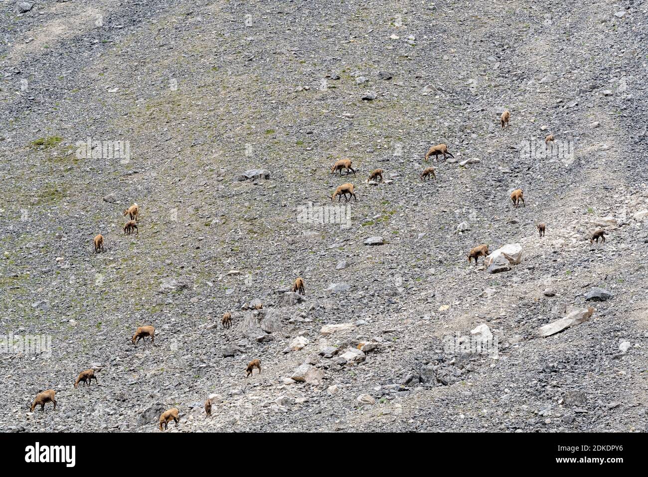 Un groupe de chamois avec de jeunes animaux sur une Gröllhalde Dans le Karwendel près du Karwendelhaus Banque D'Images