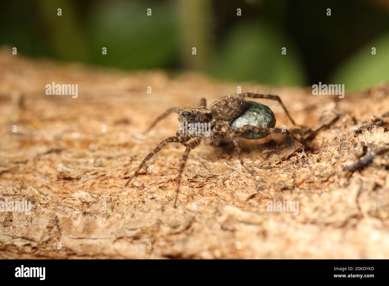 Femelle d'une araignée de loup (Pardosa) avec un cocon d'oeuf Photo — free download