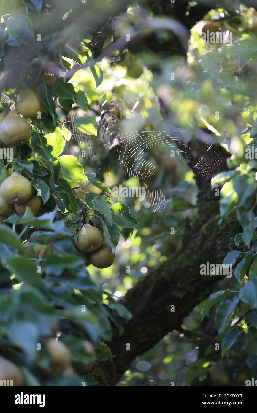 Pear tree with fruits and spider web in September Banque D'Images