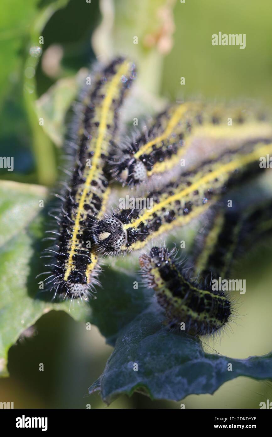 Grand chou chenilles blanches (Pieris brassicae) Banque D'Images