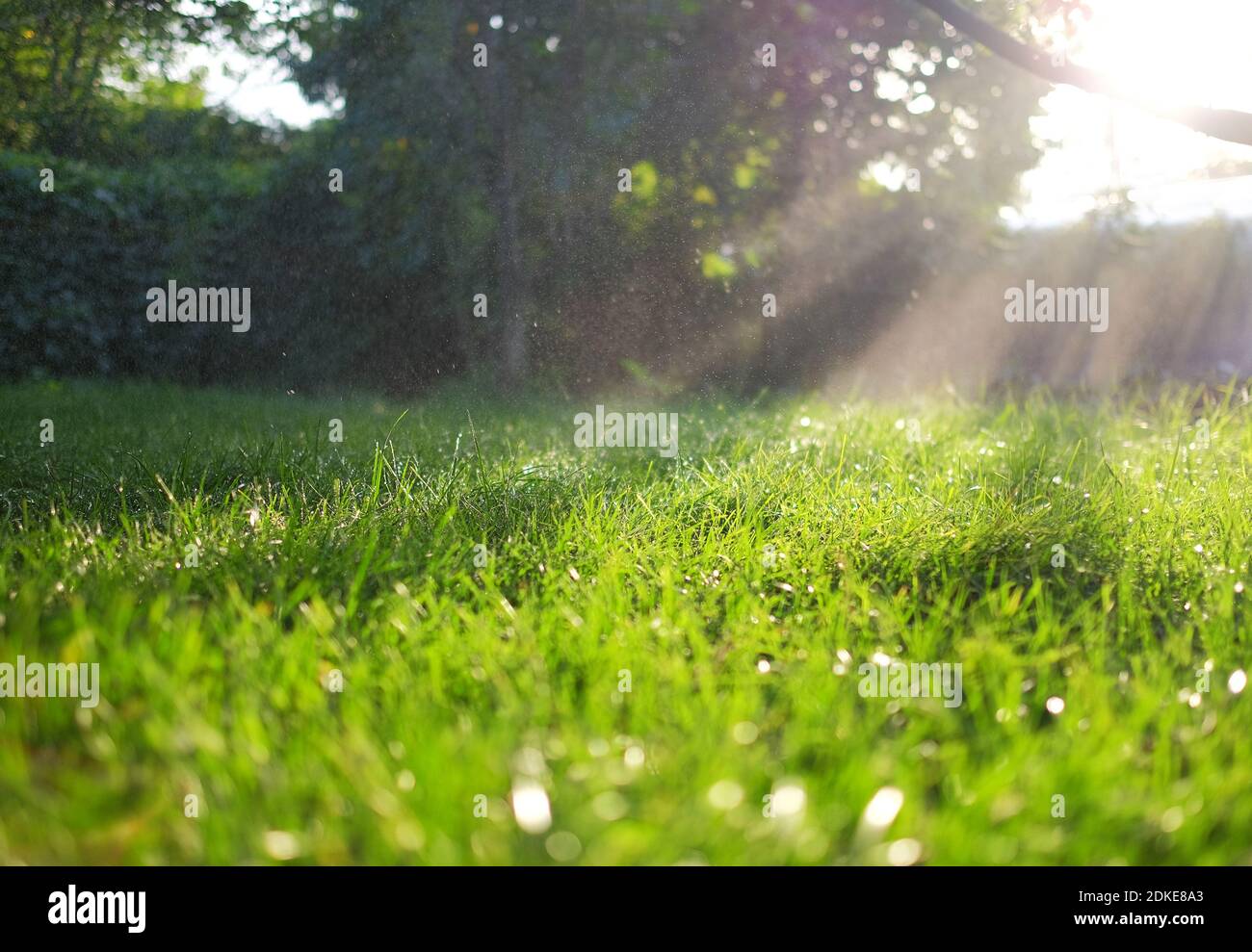 De l'herbe verte fraîche et de l'eau tombe dessus étincelant en plein soleil. Banque D'Images