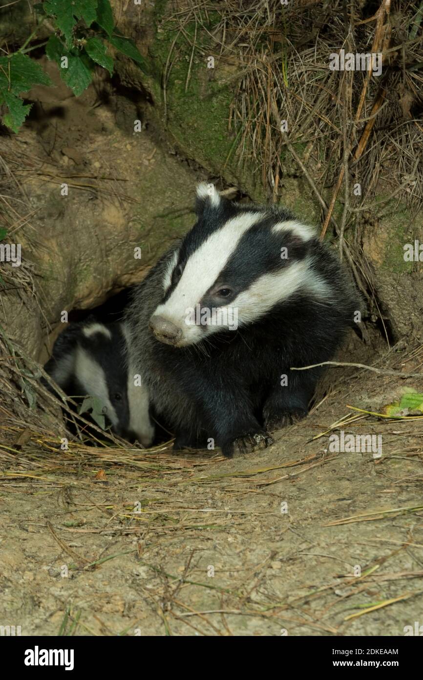 Wild Badger Cub (Meles meles) à l'entrée de Sett.Hempsted Forest près de Cranbrooke Kent.02.09.2006. Banque D'Images