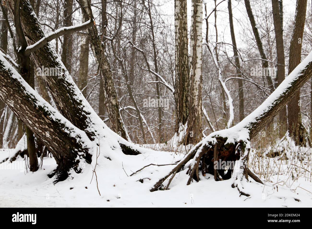 Forêt d'hiver, neige couverte arbres tombés avec de grandes racines, vue pittoresque. La nature après les chutes de neige, temps froid Banque D'Images
