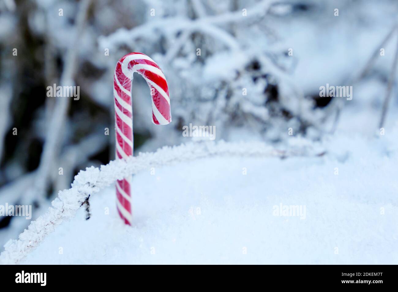 Canne de Noël dans la forêt d'hiver couverte de neige. Toile de fond pour la célébration du nouvel an, temps froid Banque D'Images