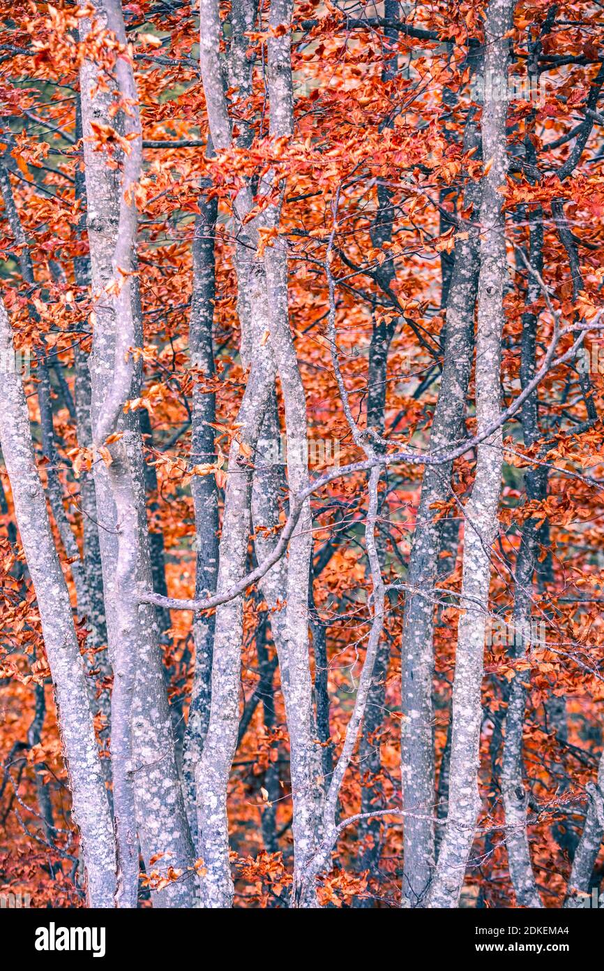 détails sur les branches de hêtre en robe automnale, feuilles rouges sèches, automne dans la valle del maè, zoldo, dolomites, province de belluno, vénétie, italie Banque D'Images