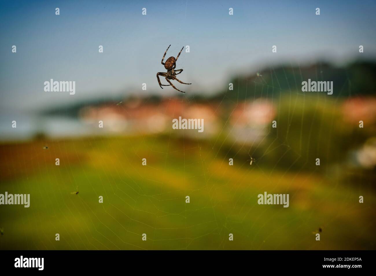 Nature, vie animale, Allemagne, Nord de l'Allemagne, Schleswig-Holstein, Elbe, rive près de Lauenburg, humeur mélancolique, araignée dans une toile d'araignée avec des mouches mortes, gros plan, arrière-plan flou Banque D'Images