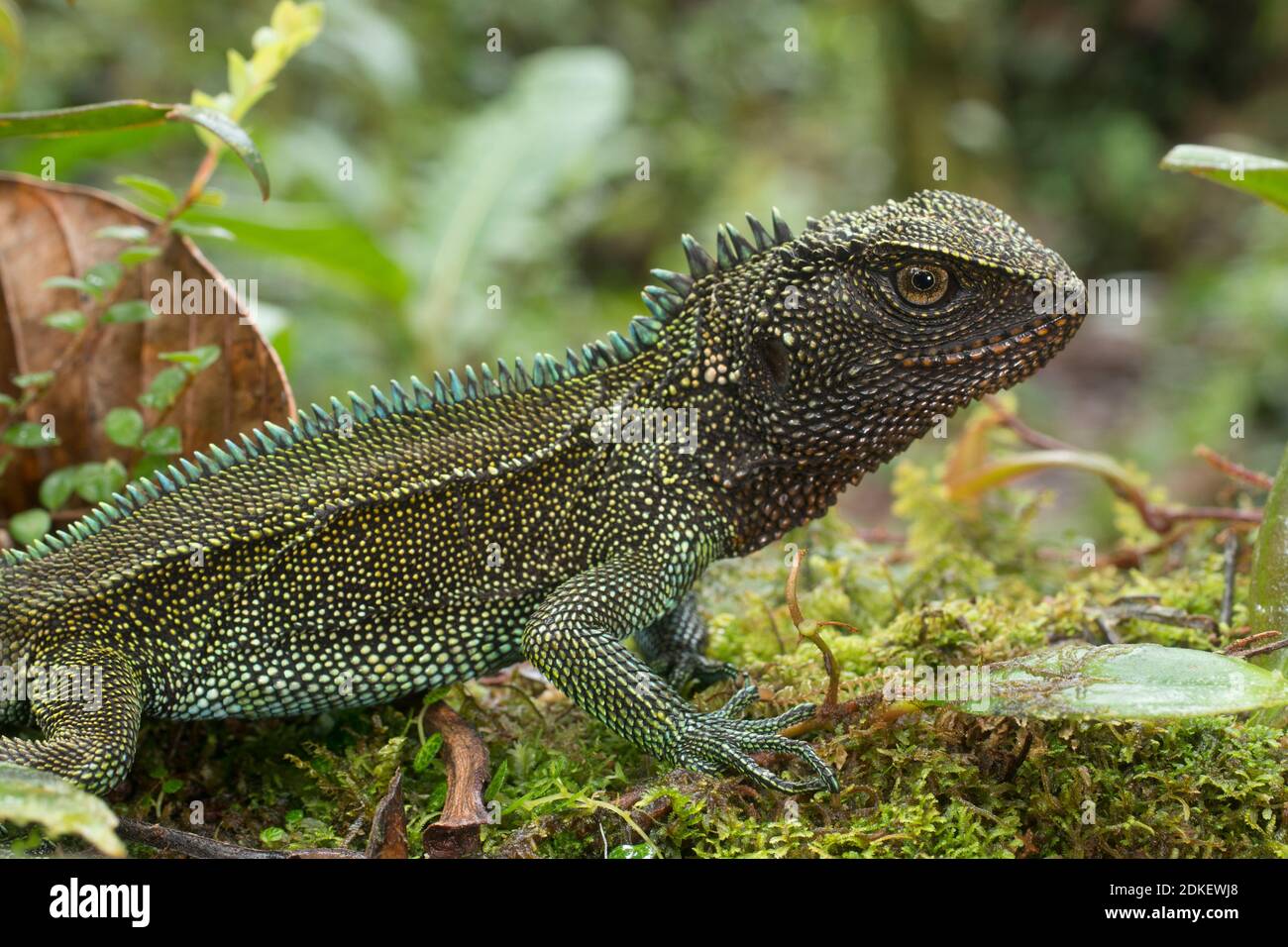 Lézard en bois à gorge rouge (Enyalioides rubrigularis) dans son habitat naturel, forêt tropicale montagnarde mossy au-dessus de la vallée du Rio Nangaritza dans la Cordillère del Banque D'Images