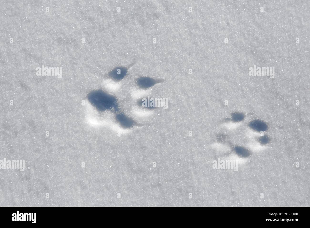Renard roux (Vulpes vulpes) gros plan des empreintes de la patte avant/avant et pied arrière / patte arrière dans la neige en hiver Banque D'Images