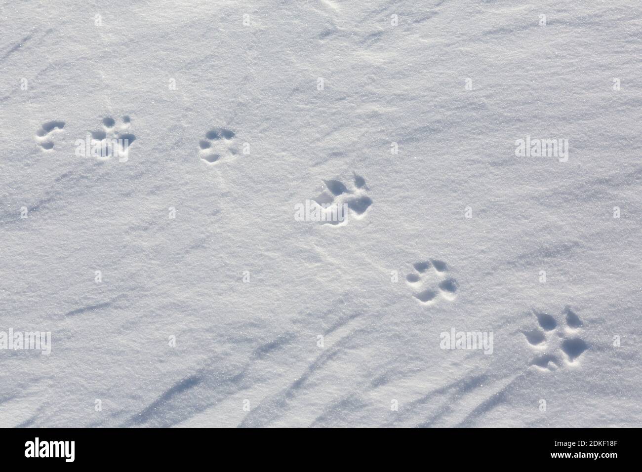 Renard roux (Vulpes vulpes) gros plan des empreintes des pattes avant/avant et pieds arrière / pattes arrière dans la neige en hiver Banque D'Images