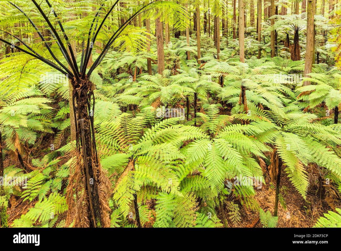 Les séquoias de la forêt de Whakarewarewa, Rotorua, Bay of Plenty, Île du Nord, Nouvelle-Zélande, Océanie Banque D'Images