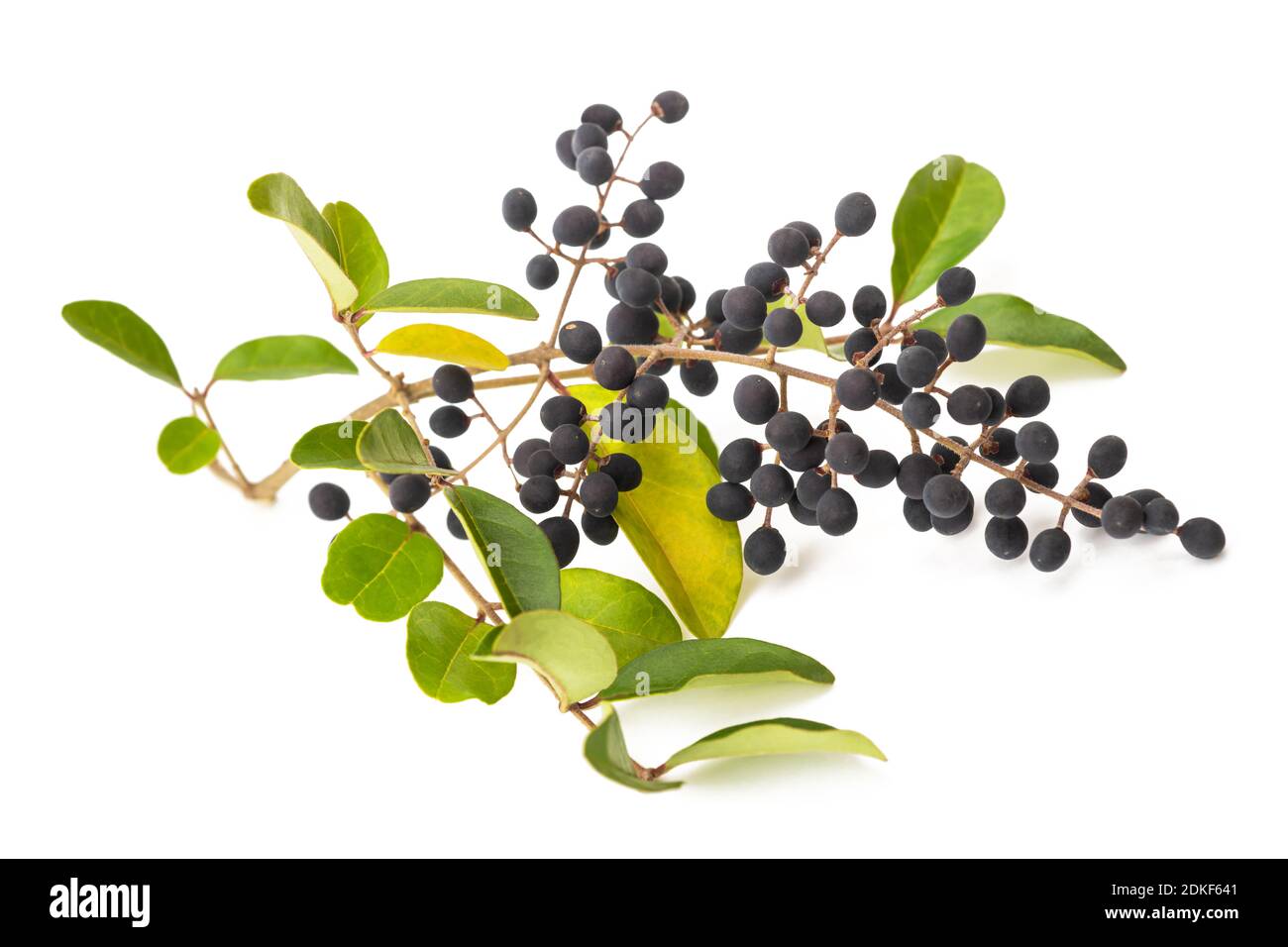 Privet ( Ligustrum ,vulgare ) isolé sur blanc Banque D'Images