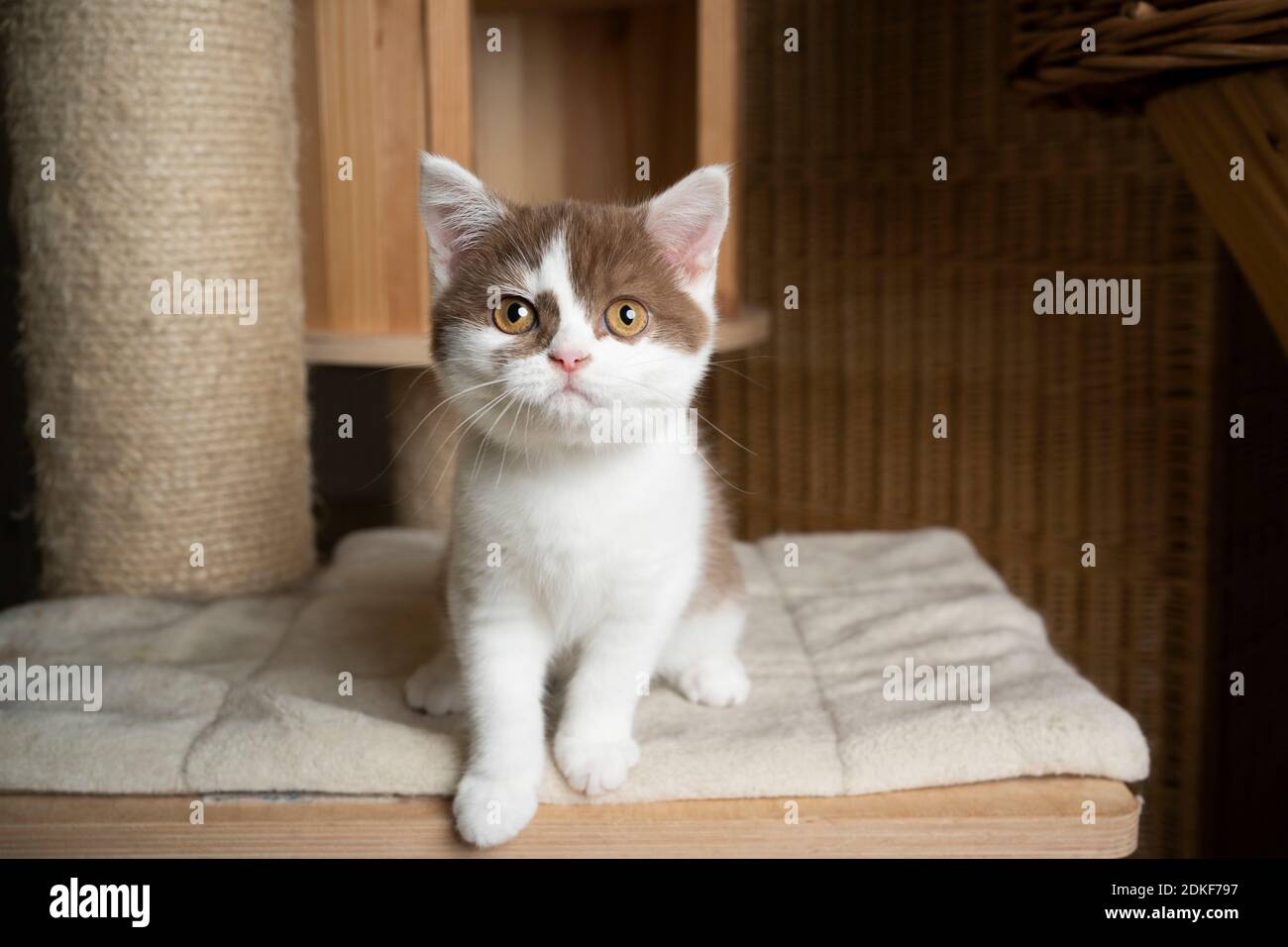 curieux chaton anglais à la cannelle blanc sur le poteau de griffure regarder l'appareil photo Banque D'Images