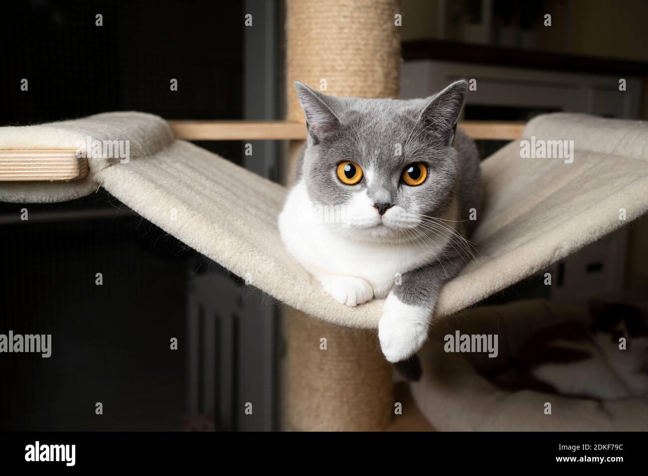 curieux jeune chat anglais de shorthair reposant sur un hamac de rayures publier en regardant la caméra Banque D'Images