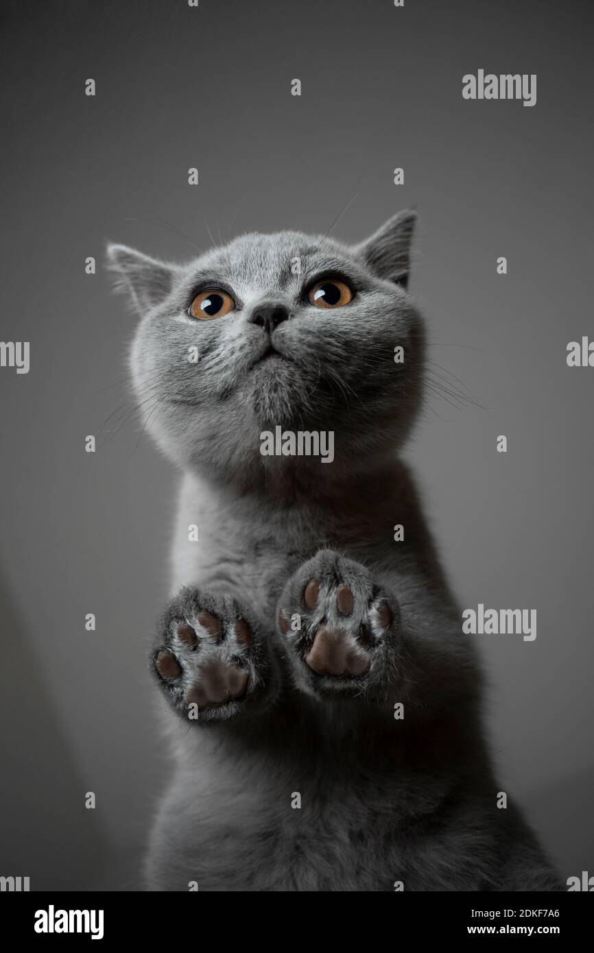 vue de dessous d'un adorable chaton anglais shorthair gris debout sur une table en verre Banque D'Images