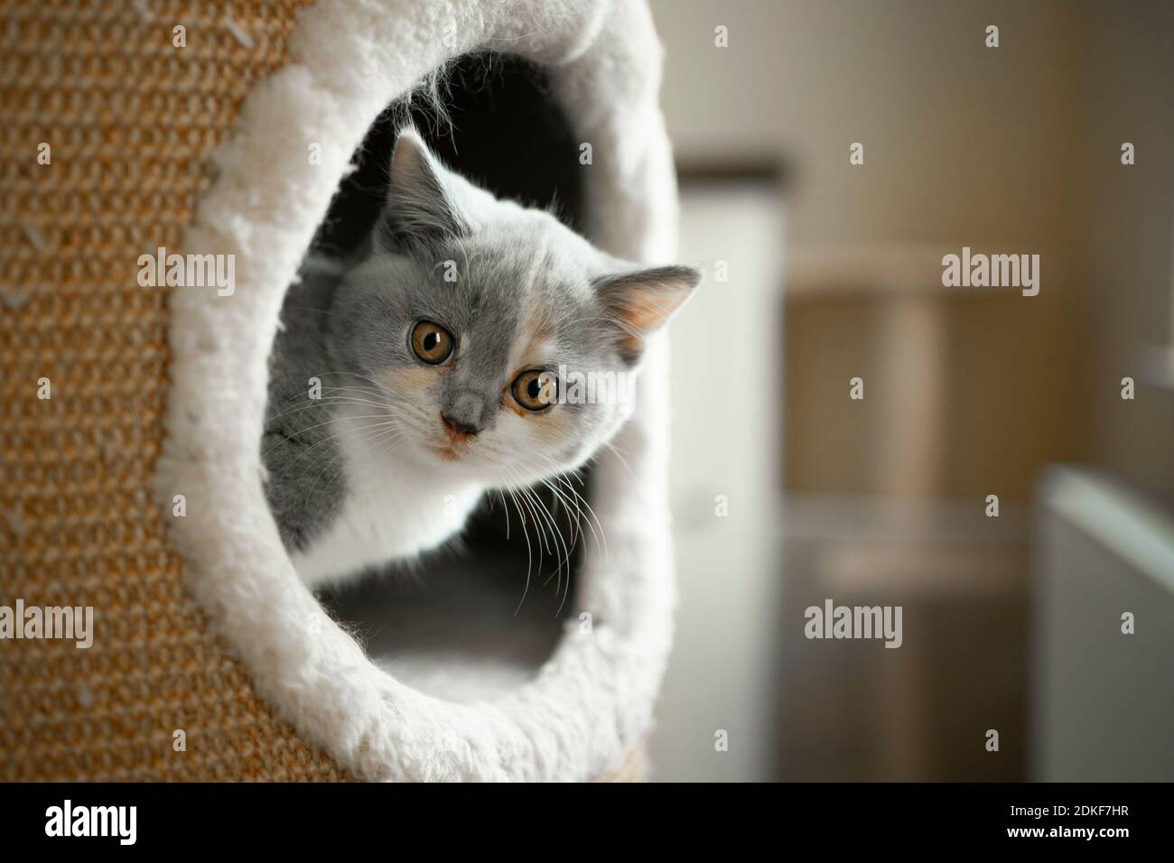 tortie blanc british shorthair chaton à l'intérieur de l'égratignure de corps regardant sortie Banque D'Images