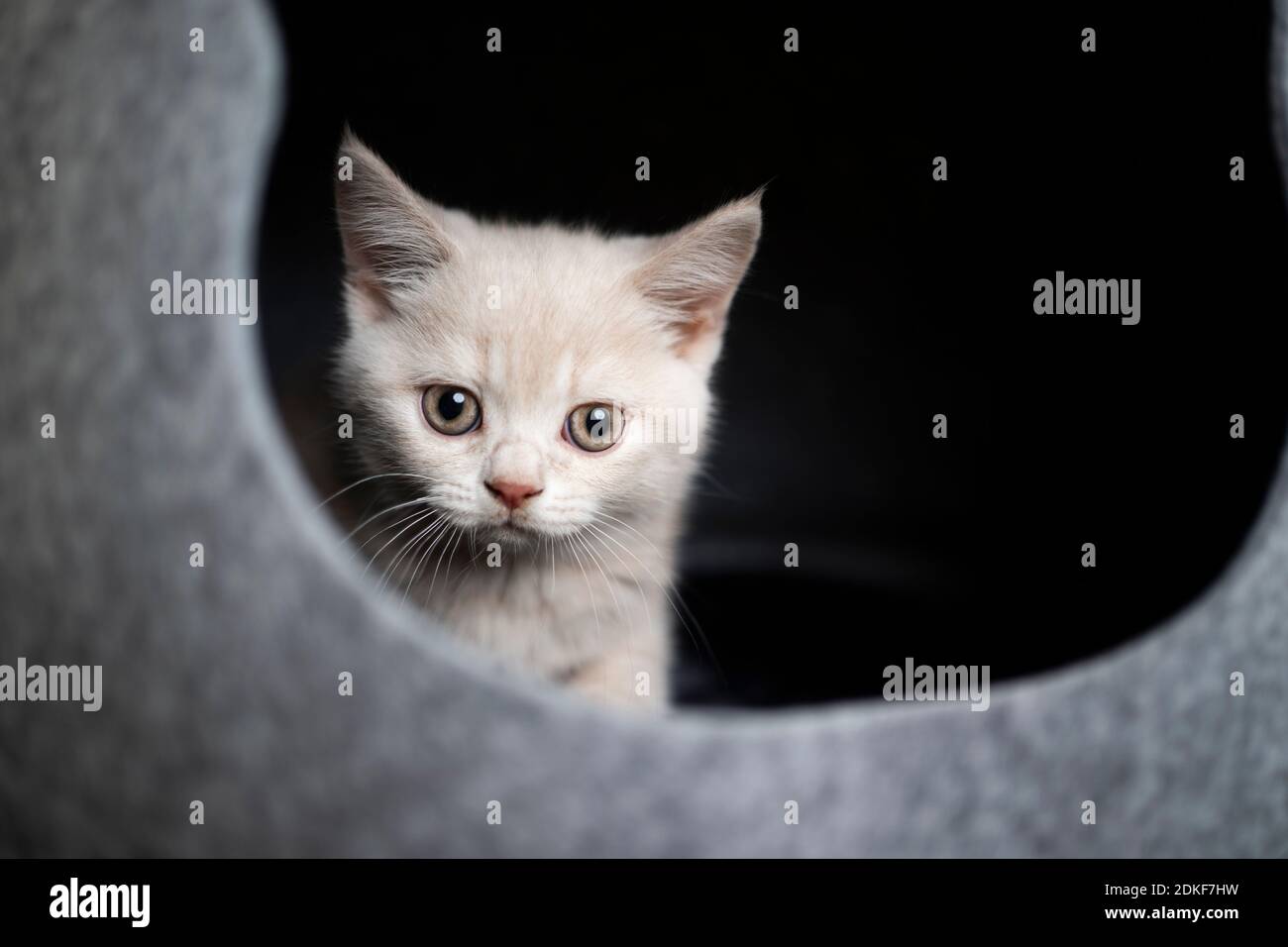 mignon petit chaton anglais à l'intérieur d'une grotte en feutre gris pour animaux de compagnie regarder l'appareil photo Banque D'Images