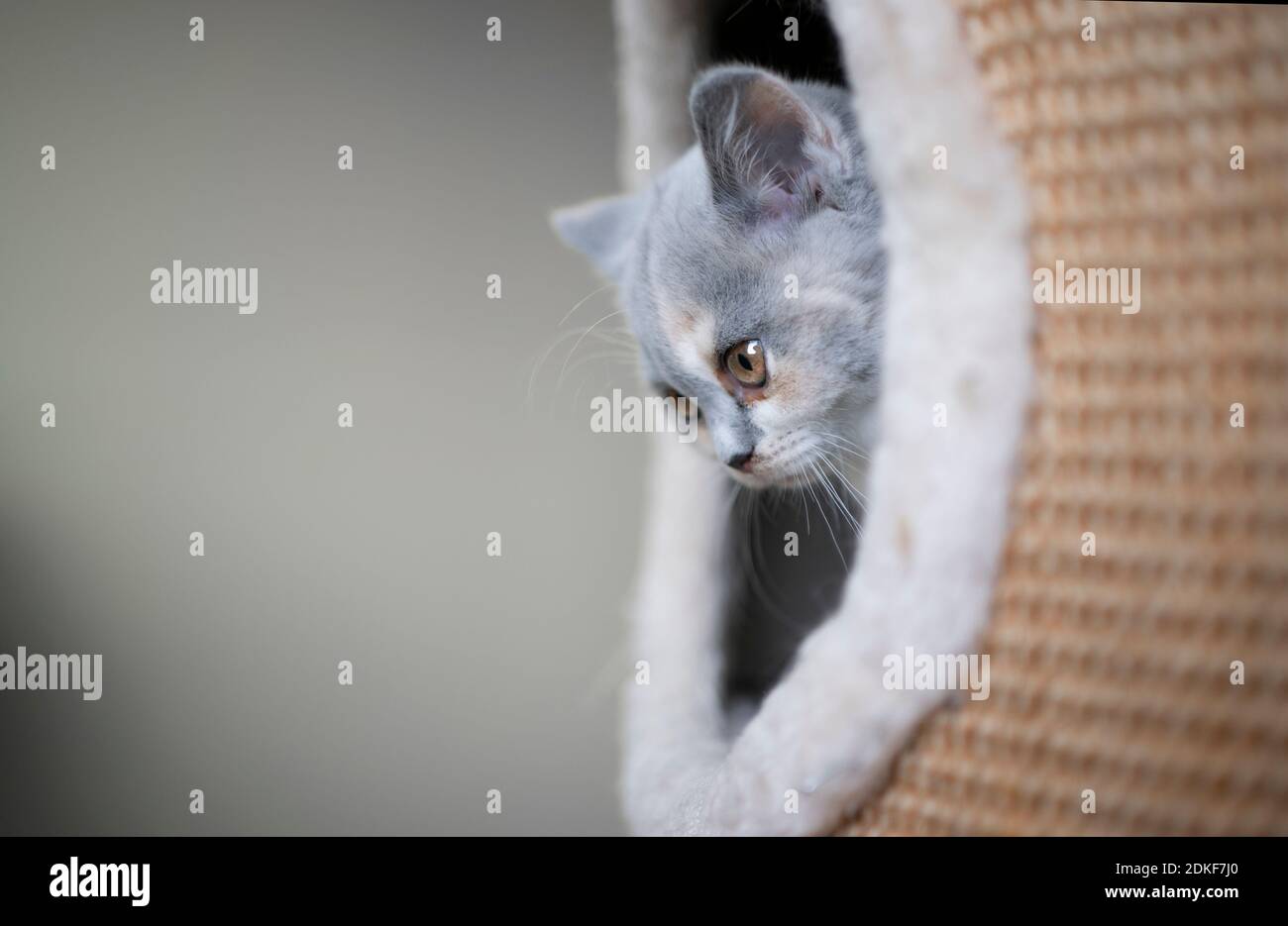 tortie blanc british shorthair chaton à l'intérieur de l'égratignure de corps regardant sortie Banque D'Images