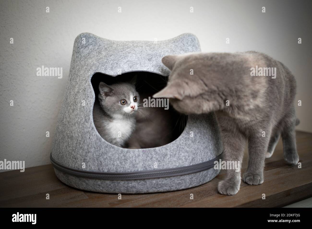 british shorthair chat mère à la recherche de chatons à l'intérieur du feutre grotte pour animaux Banque D'Images