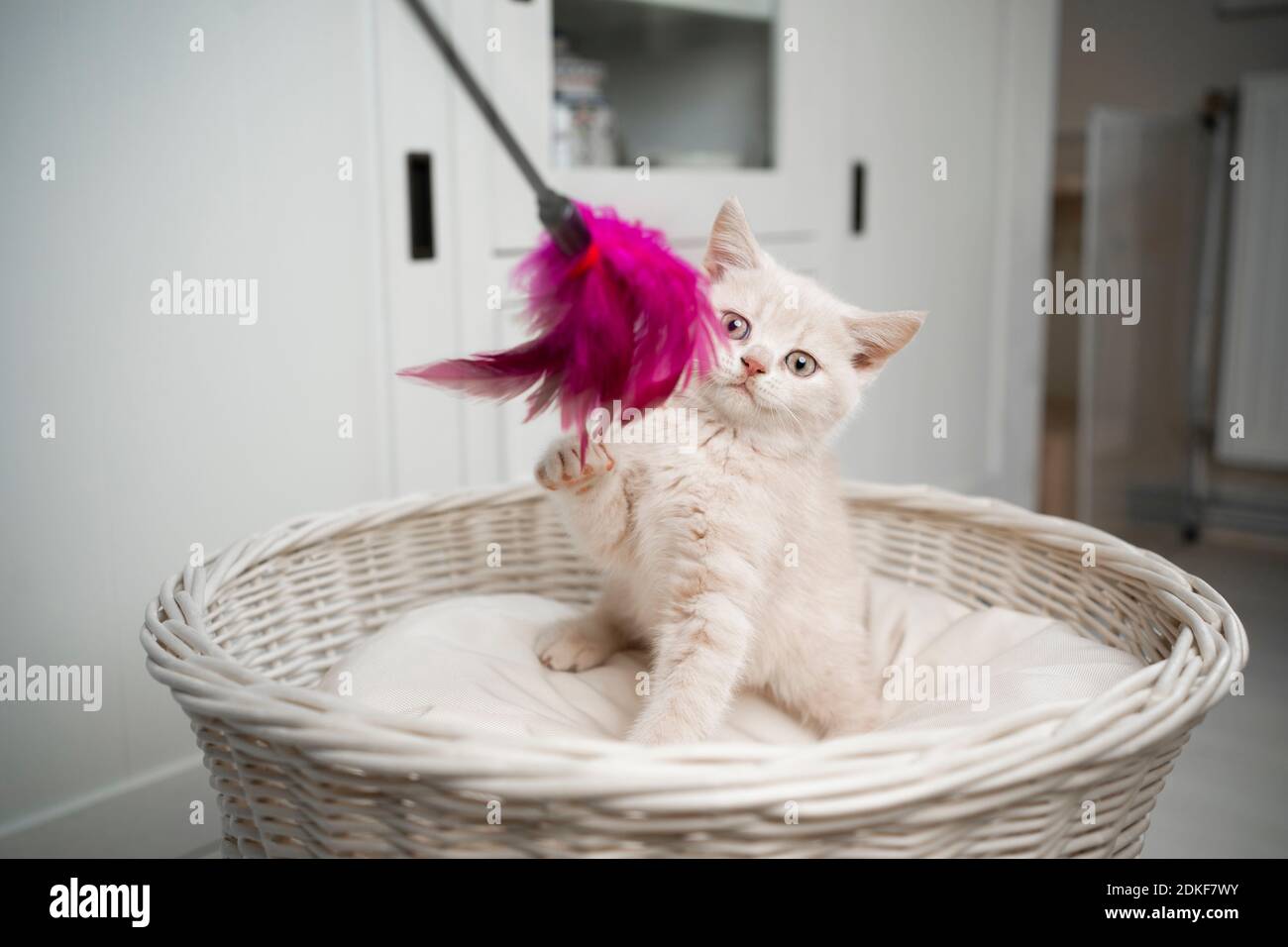 adorable chaton pylashort britannique jouant avec un jouet en plumes Banque D'Images