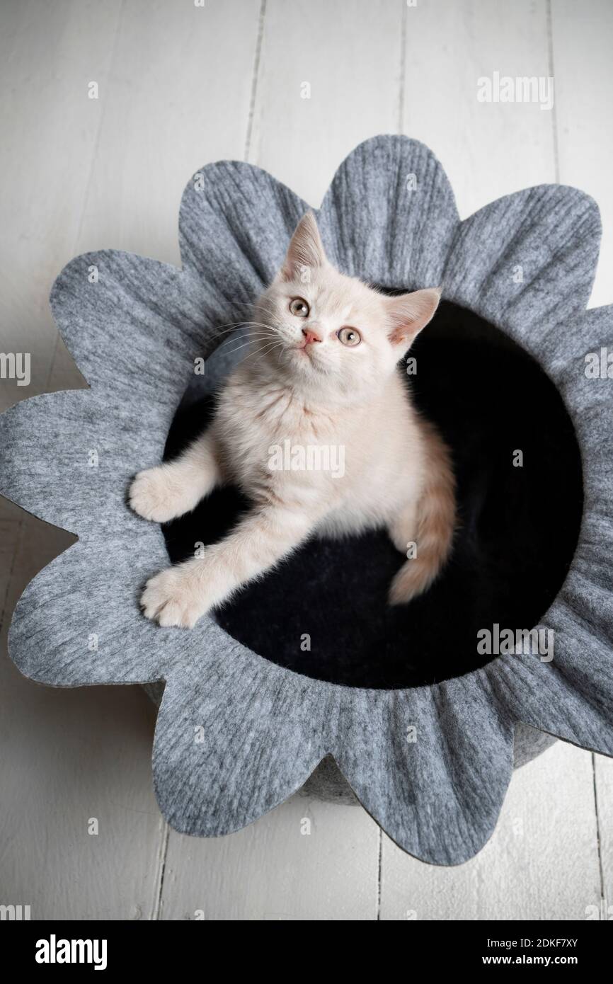 curieux chaton anglais court à l'intérieur d'un lit d'animal de compagnie en forme de fleur recherche Banque D'Images