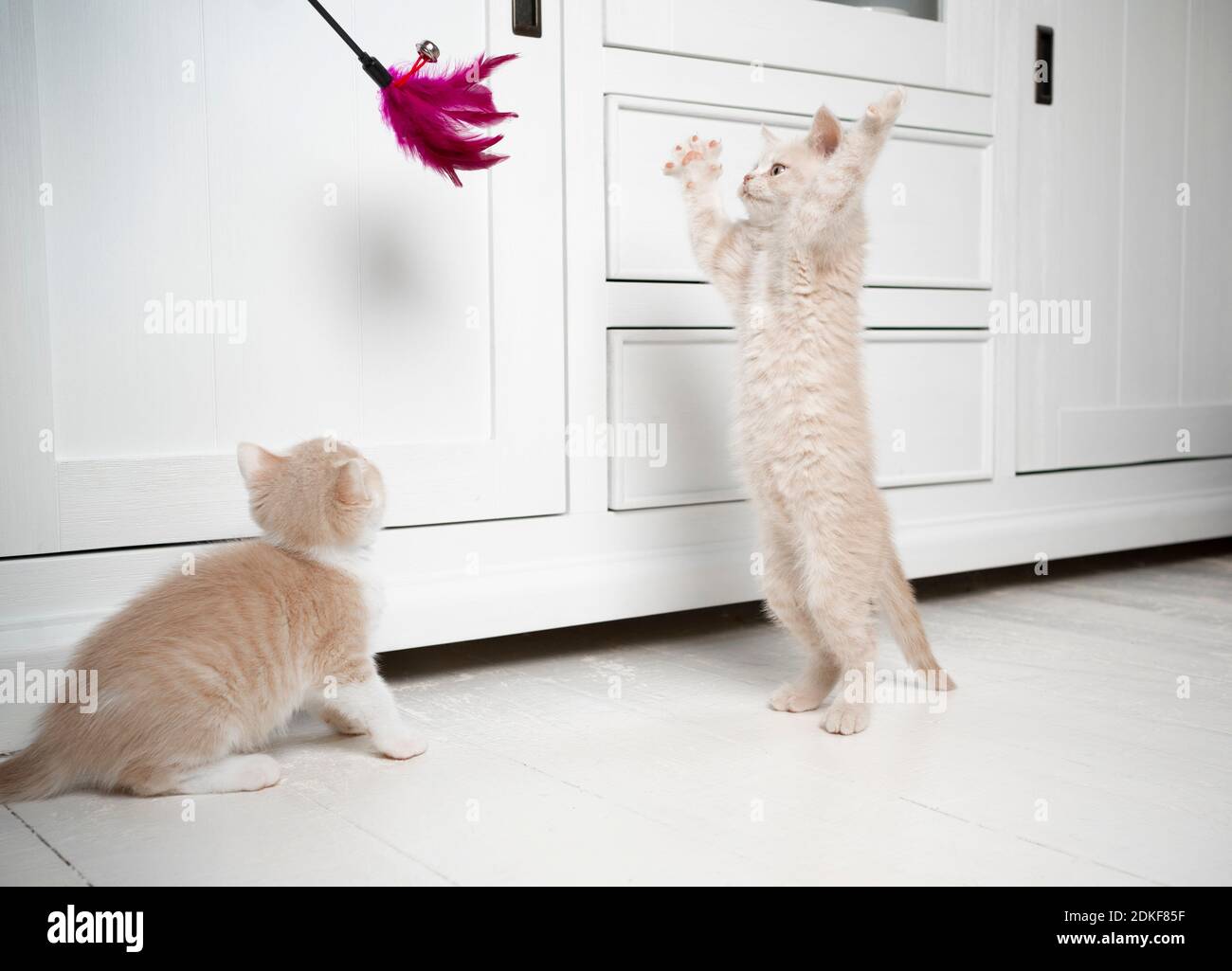deux chatons de shorthair britanniques de tabby crème jouant avec le jouet de plumes Banque D'Images