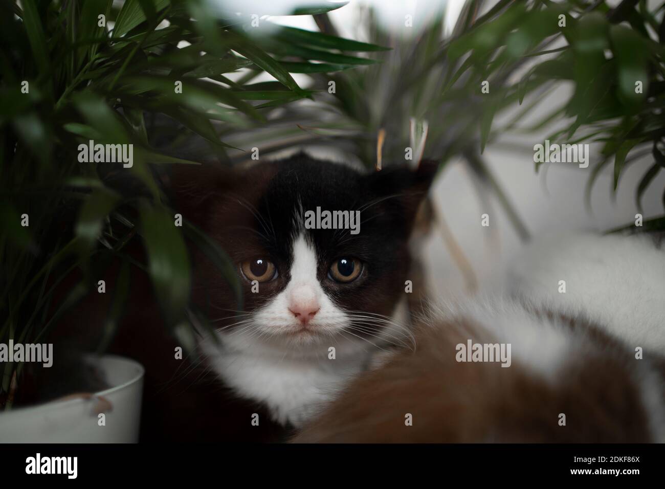 mignon tuxedo british shorthair chaton à côté des plantes regardant la caméra Banque D'Images