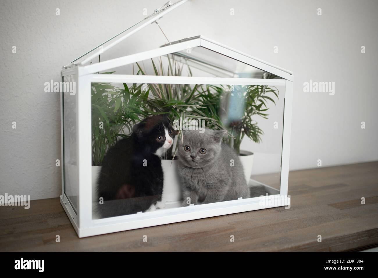 deux adorables chatons britanniques à l'intérieur de la petite serre avec plantes vertes Banque D'Images