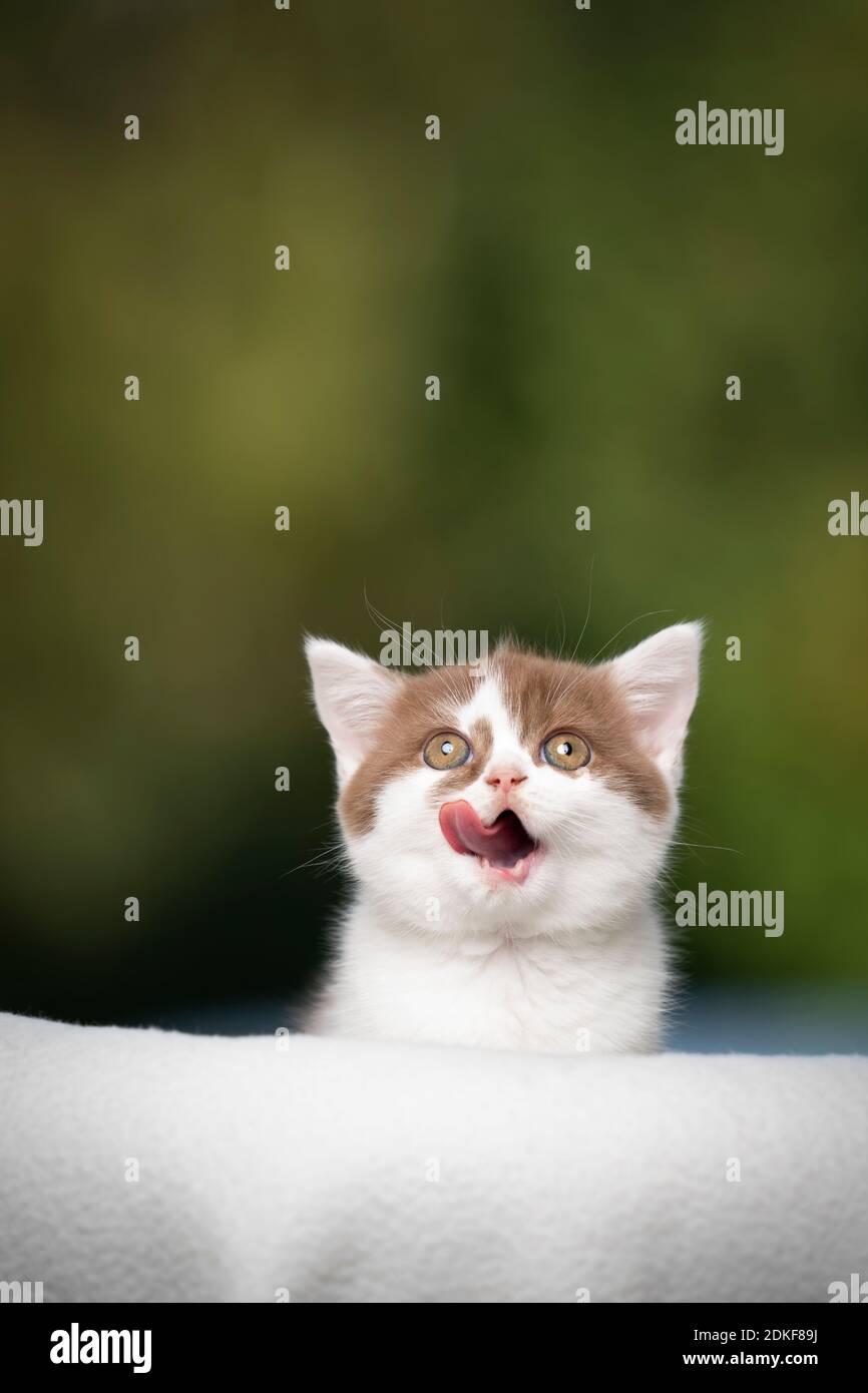 Hungry Kitten Banque D Image Et Photos Alamy