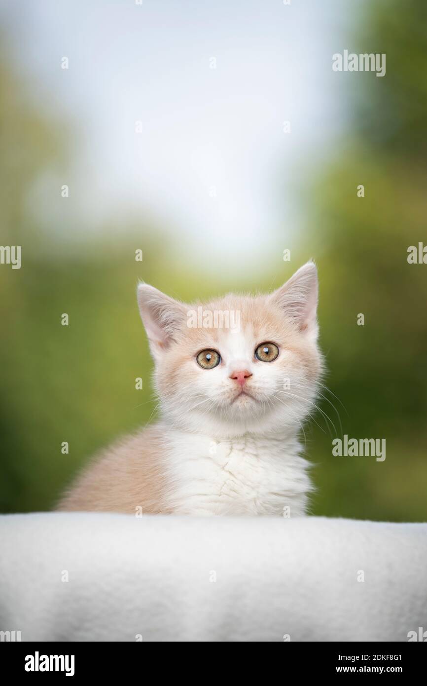 chaton pylashort britannique blanc crème regardant l'appareil photo dans avant de l'arrière-plan naturel Banque D'Images