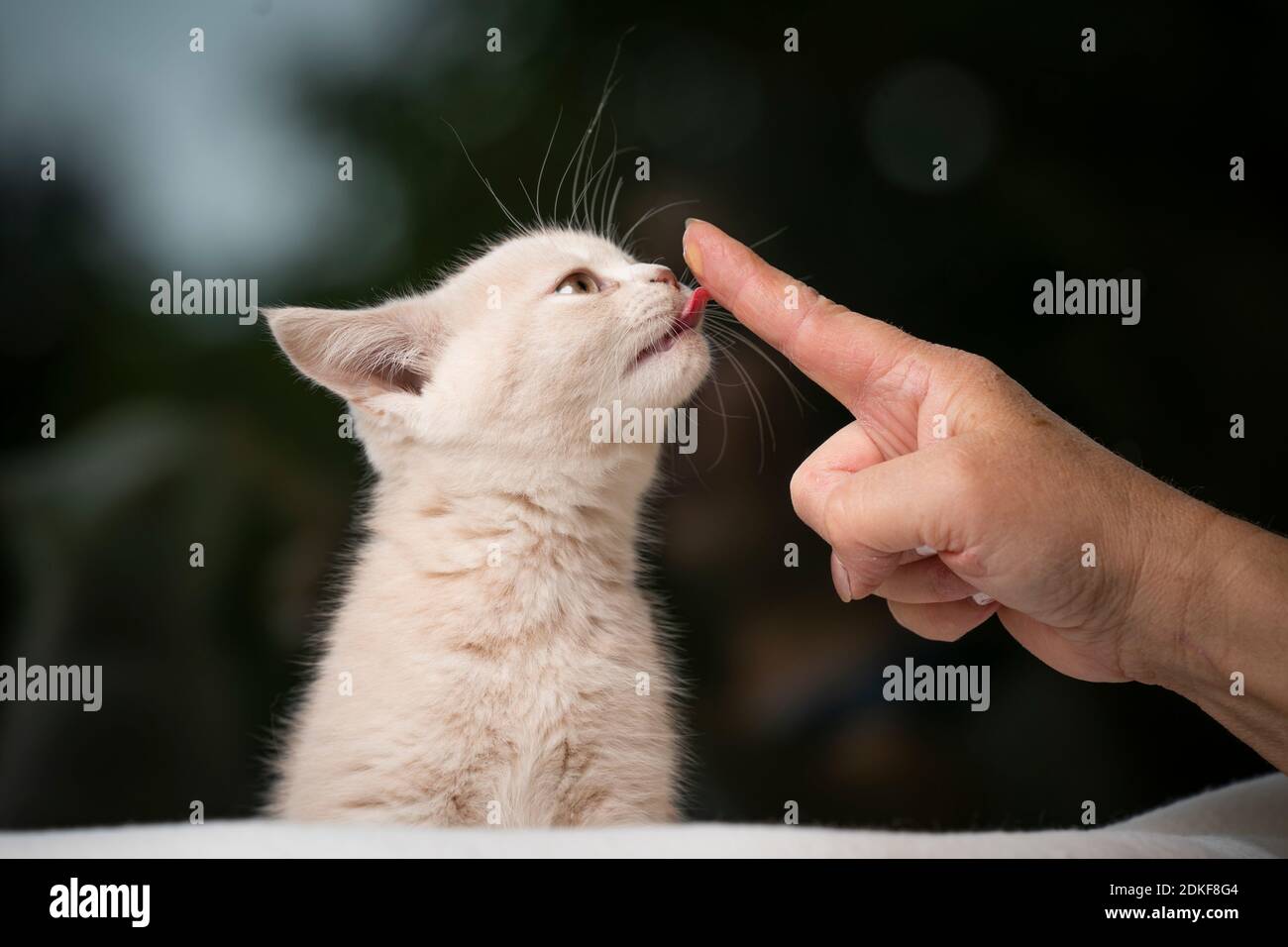 adorable chaton de shorthair britannique de couleur crème léchant des en-cas crémeux de les propriétaires de cat s'en font le doigt Banque D'Images