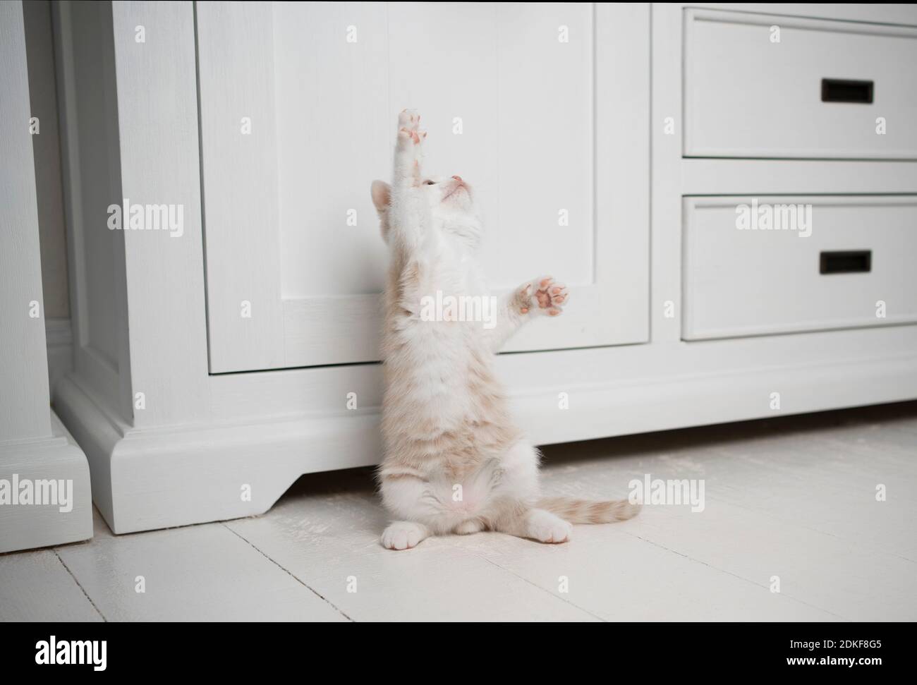 chaton britannique de shorthair blanc de couleur crème jouant élever vers le haut paw Banque D'Images