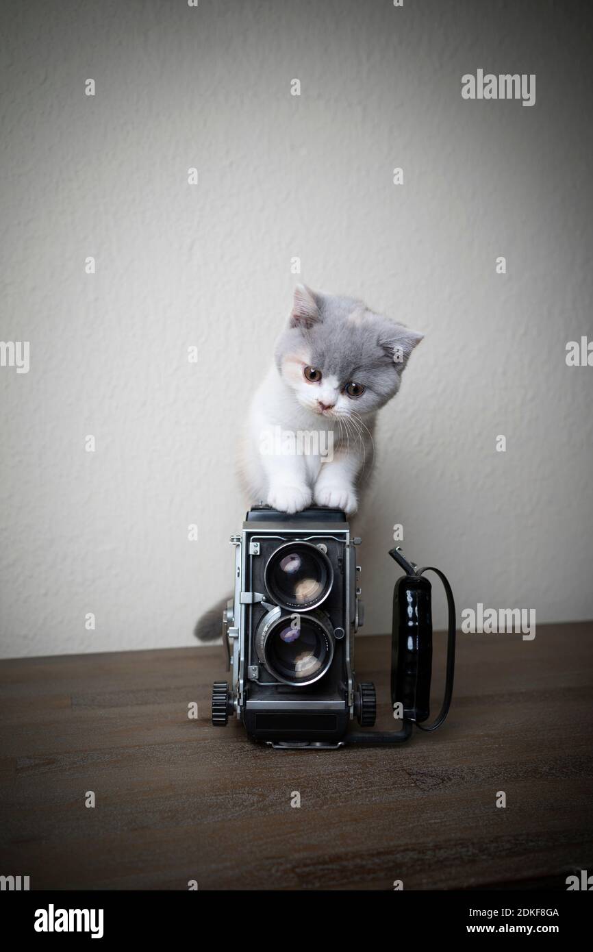 adorable chaton pylashort britannique grimpant jusqu'à la caméra de cinéma analogique vintage Banque D'Images