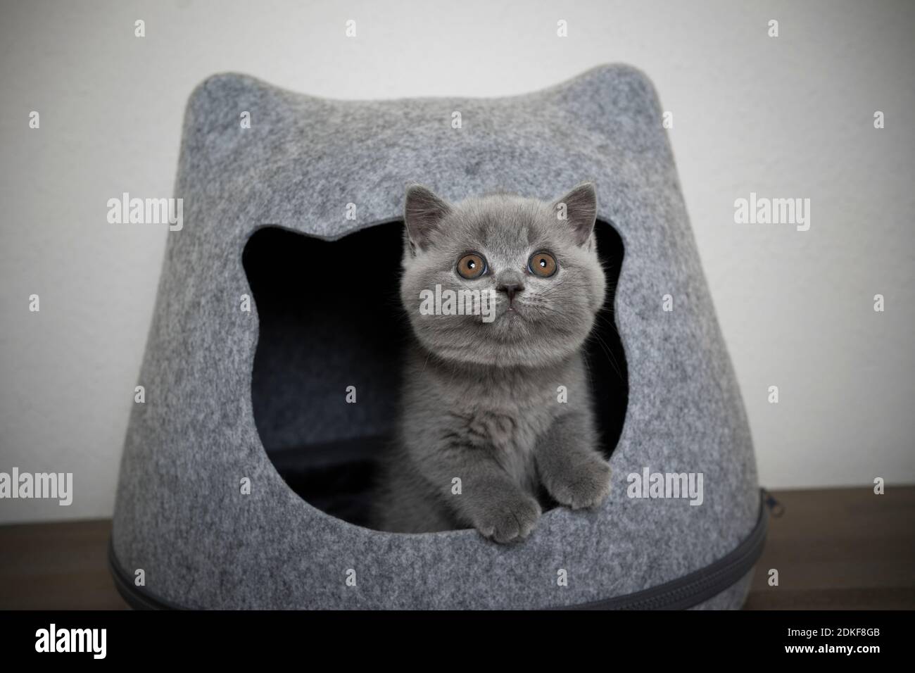 chaton de shorthair britannique moelleux à l'intérieur d'une grotte en forme de tête de chat regarder curieusement Banque D'Images
