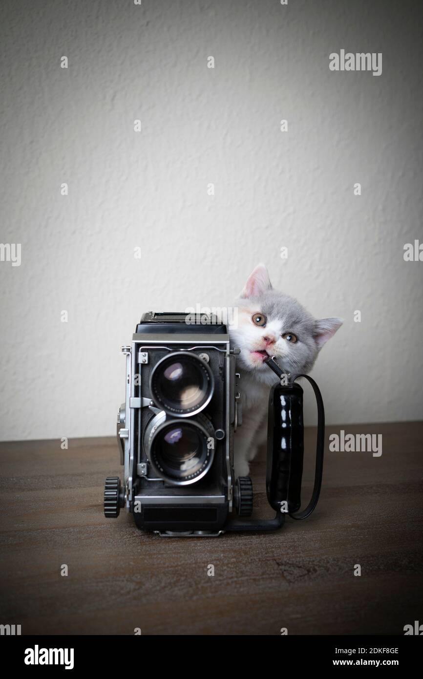 mignon petit chaton anglais à chiquer sur l'ancien appareil photo de film d'époque Banque D'Images