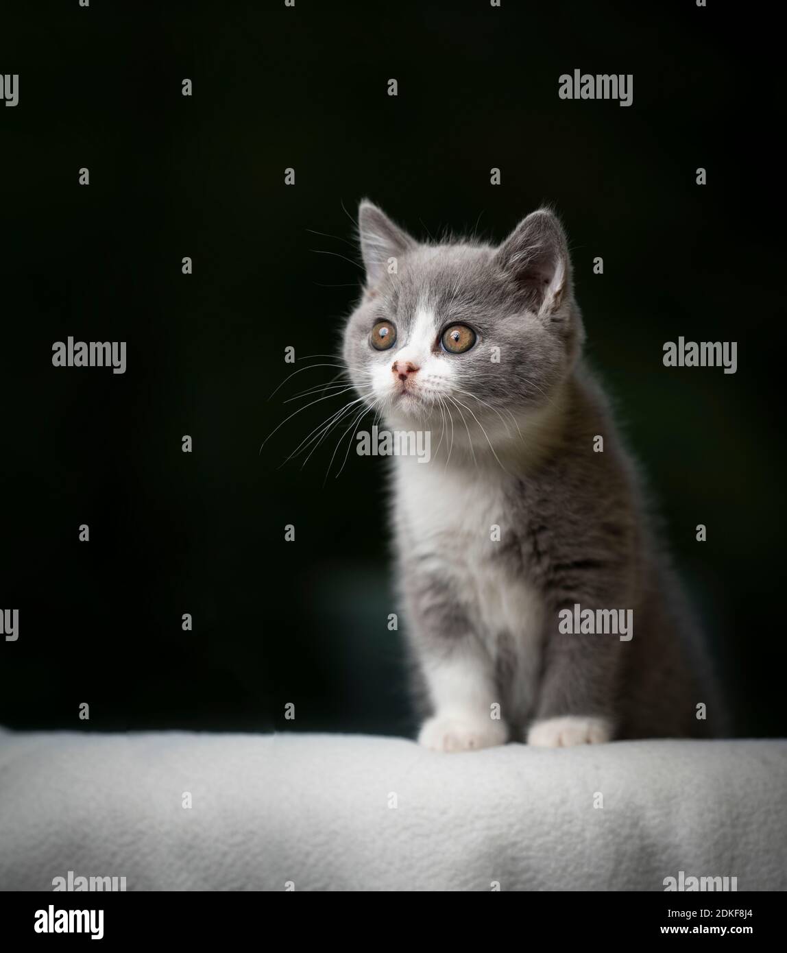 chaton britannique shorthair gris blanc debout sur un studio blanc couverture prise de vue avec espace de copie Banque D'Images