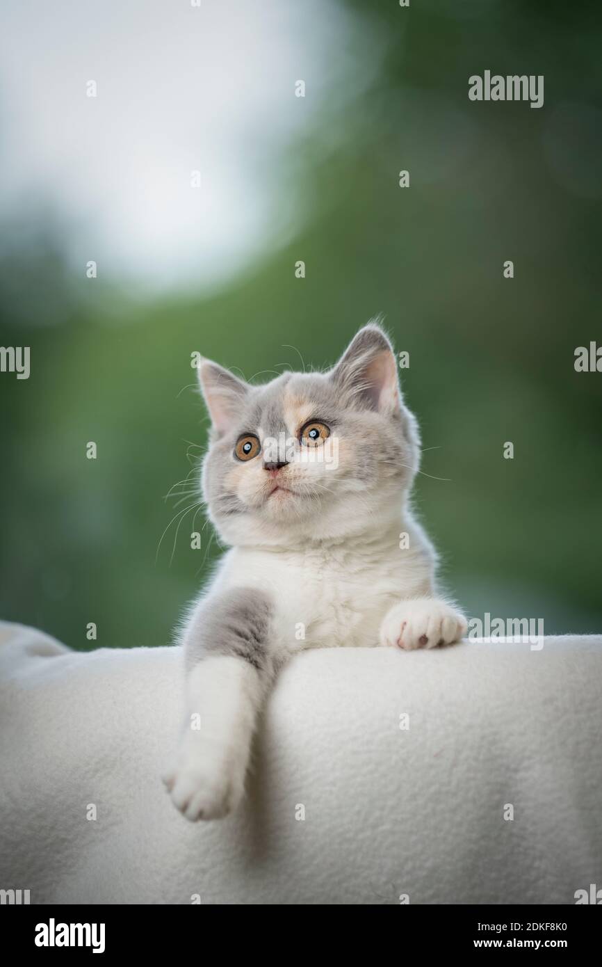 curieux tortie blanc ludique british shorthair chaton regardant focalisé avec paw raccroché Banque D'Images